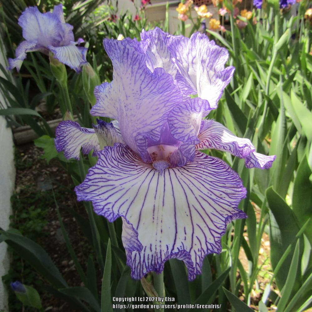 Photo of Tall Bearded Iris (Iris 'Autumn Circus') uploaded by GreenIris