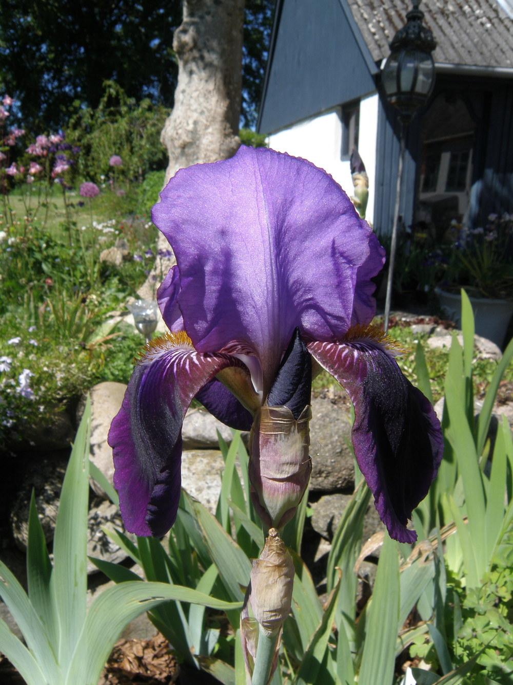 Photo of Tall Bearded Iris (Iris 'Sir Michael') uploaded by IrisLilli