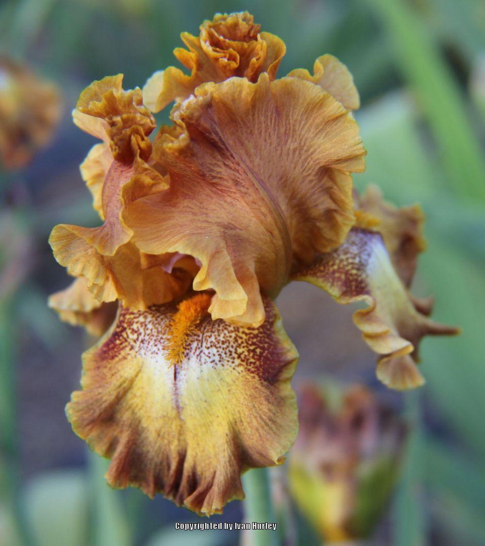 Photo of Tall Bearded Iris (Iris 'Bellagio') uploaded by Ivan_N_Tx