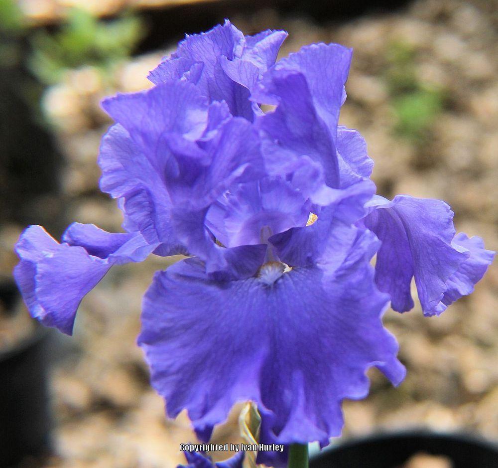 Photo of Tall Bearded Iris (Iris 'Yaquina Blue') uploaded by Ivan_N_Tx