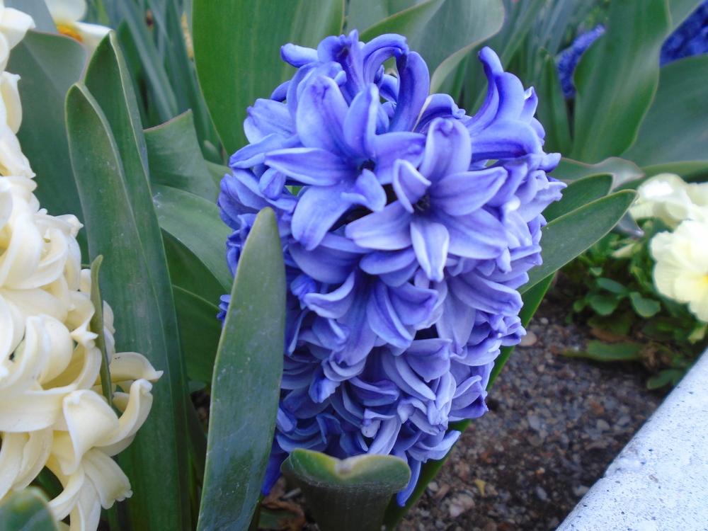 Photo of Hyacinth (Hyacinthus orientalis 'Aqua') uploaded by Paul2032