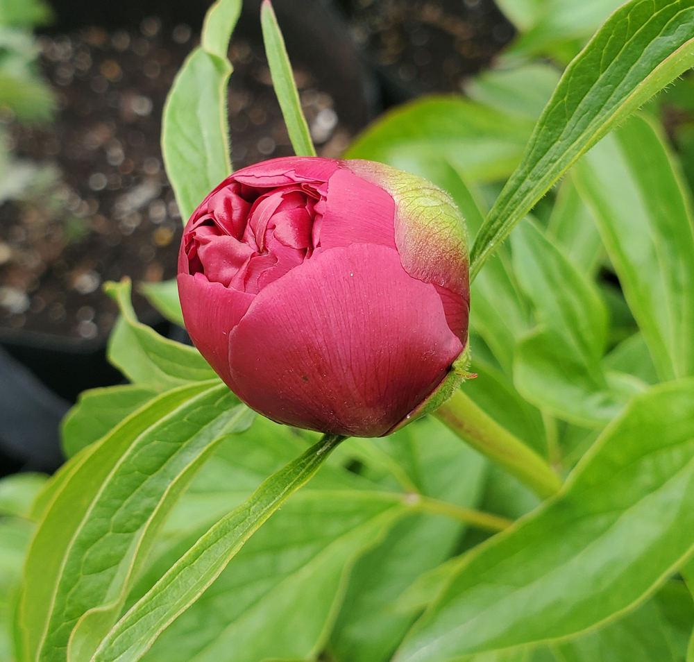 Photo of Peony (Paeonia 'Rose Heart') uploaded by Topdecker