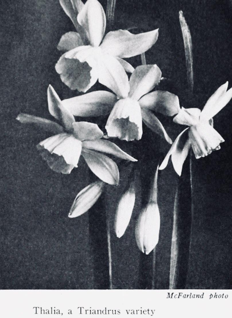 Photo of Triandrus Daffodil (Narcissus 'Thalia') uploaded by scvirginia