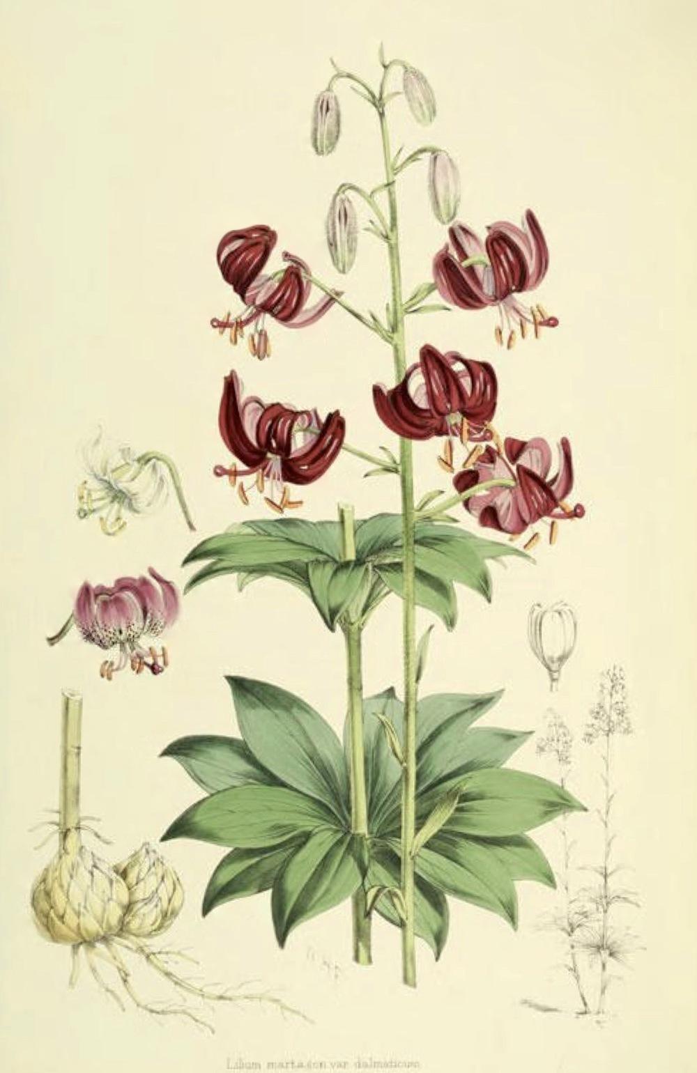 Photo of Martagon Lily (Lilium martagon var. martagon) uploaded by scvirginia
