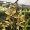 Photo courtesy of Andy Easton, New Horizon Orchids. Used with per