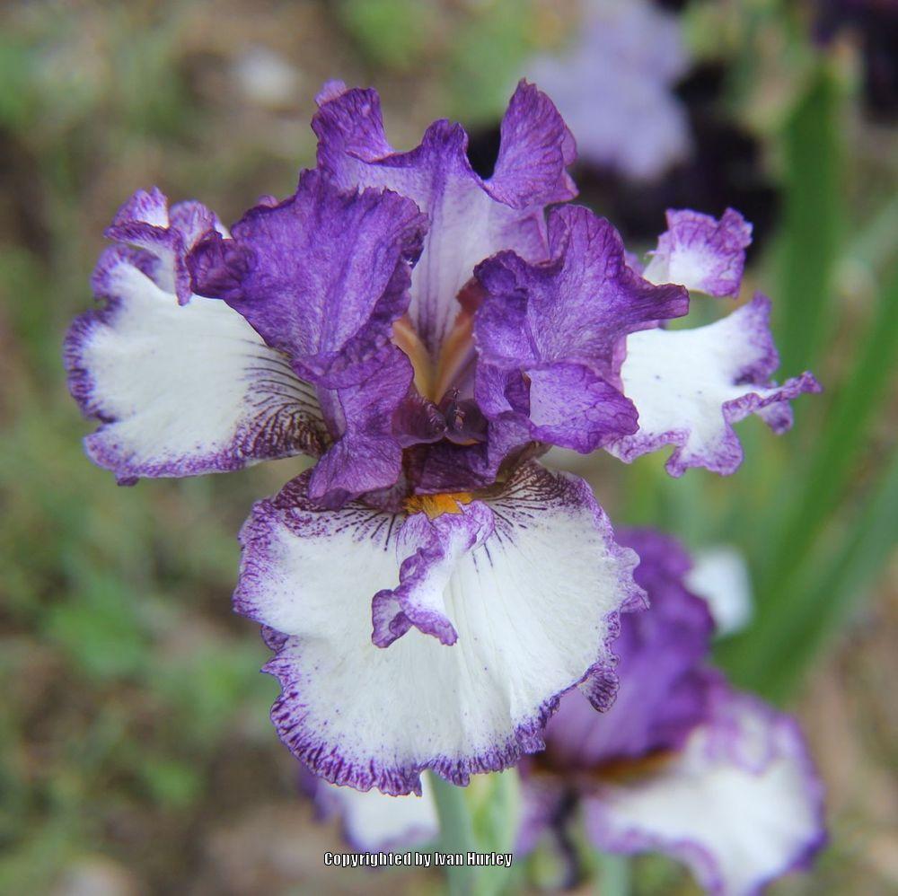 Photo of Tall Bearded Iris (Iris 'Momentous Occasion') uploaded by Ivan_N_Tx