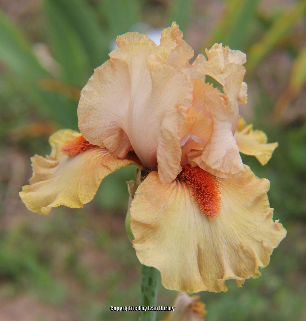 Photo of Tall Bearded Iris (Iris 'Tobacco Chew') uploaded by Ivan_N_Tx