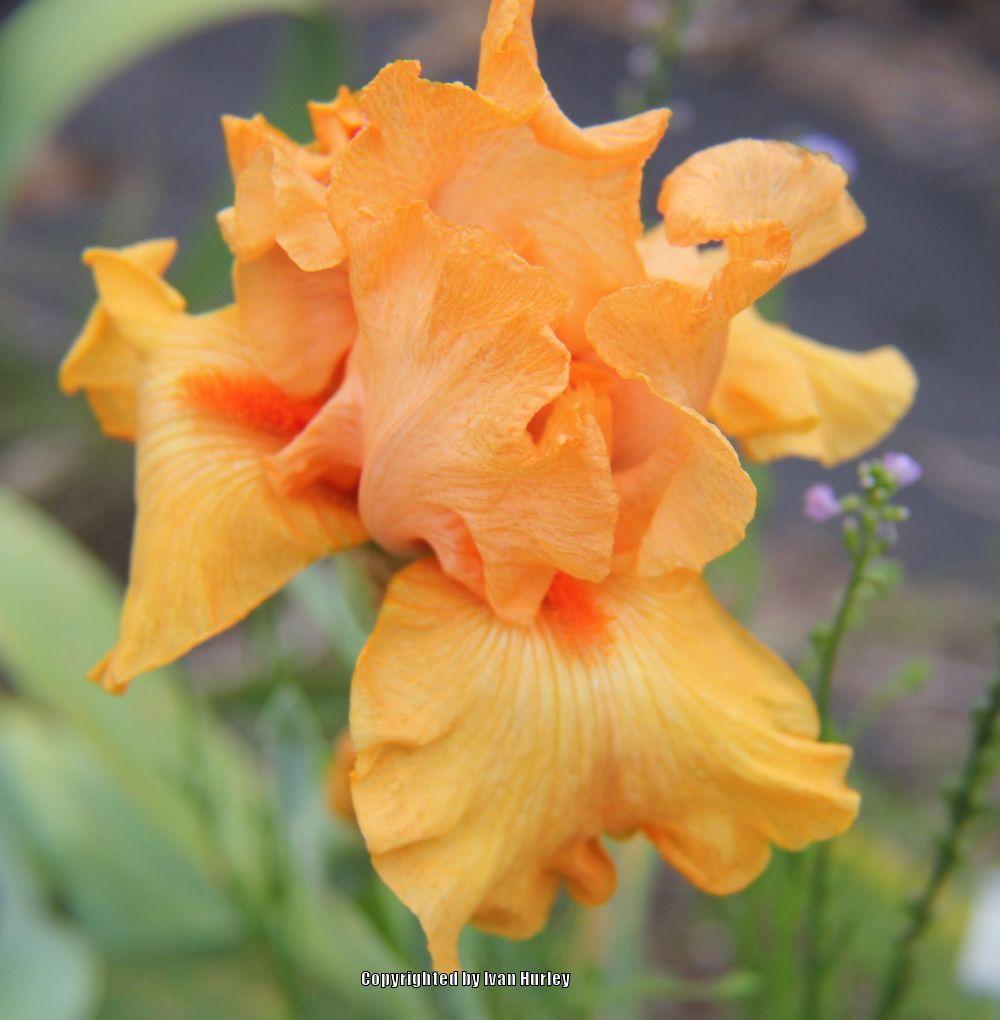 Photo of Tall Bearded Iris (Iris 'Good Show') uploaded by Ivan_N_Tx