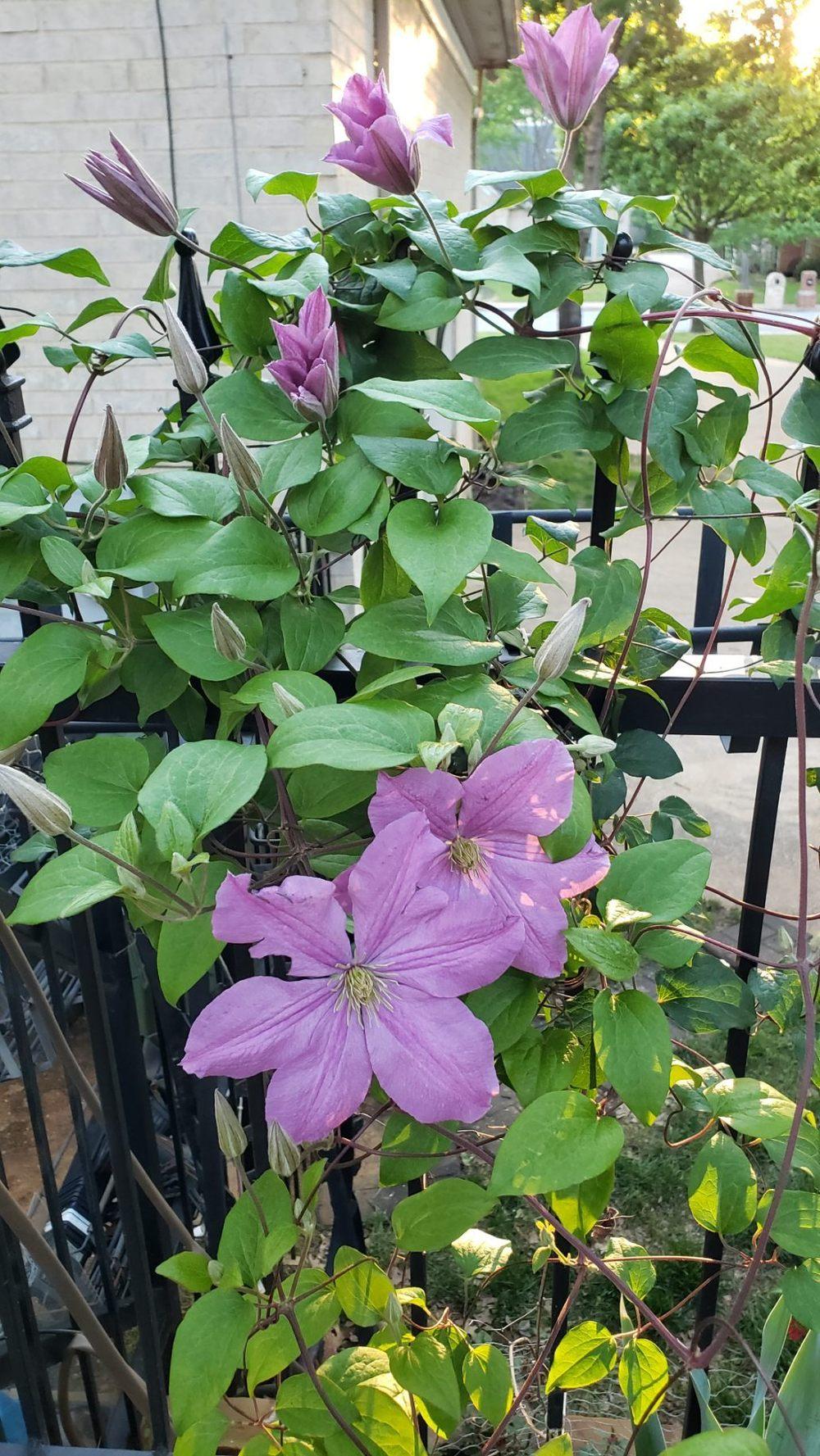 Photo of Clematis 'Pink Champagne' uploaded by LindsayG