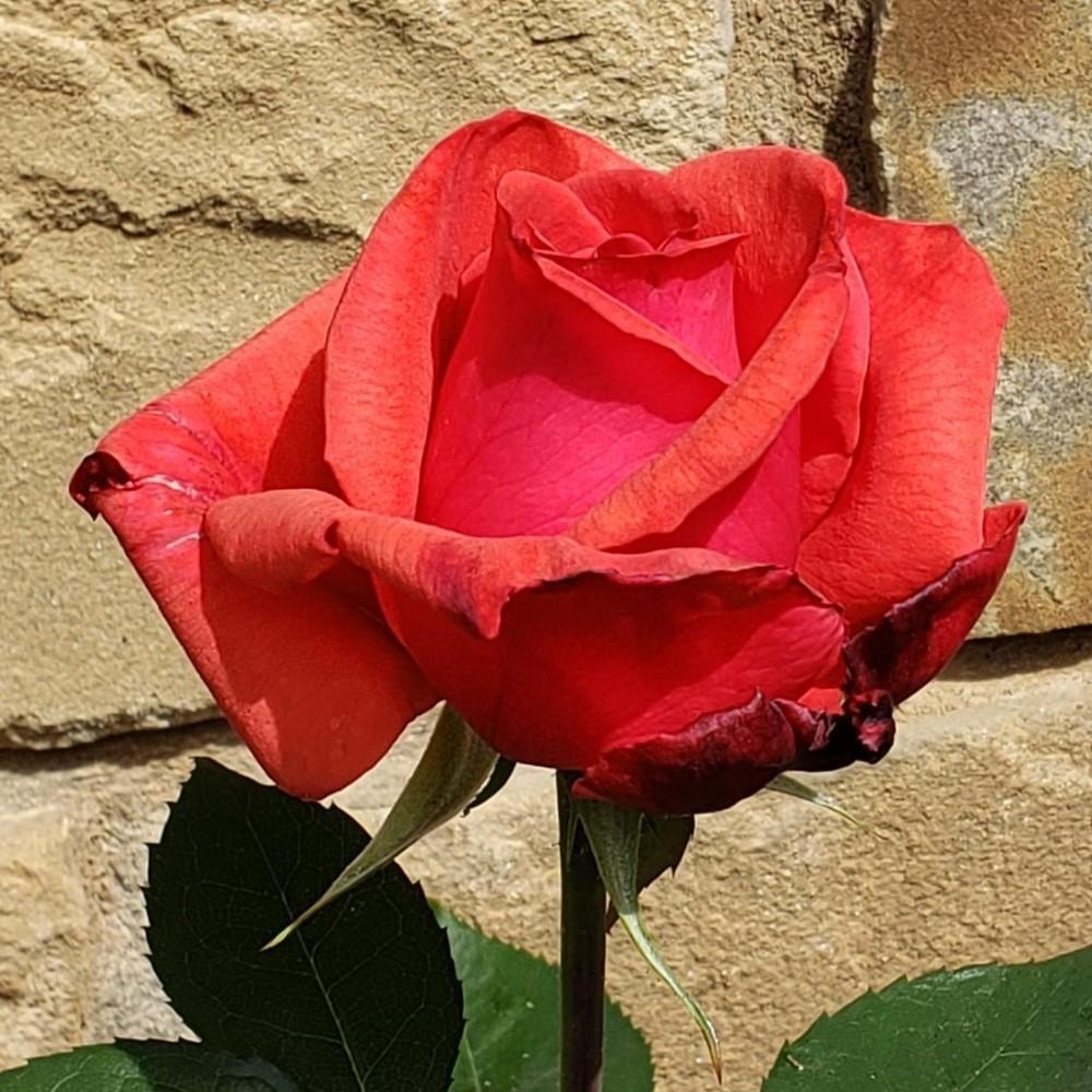 Photo of Rose (Rosa 'Dolly Parton') uploaded by LindsayG