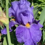 The Shady Spot Iris Garden