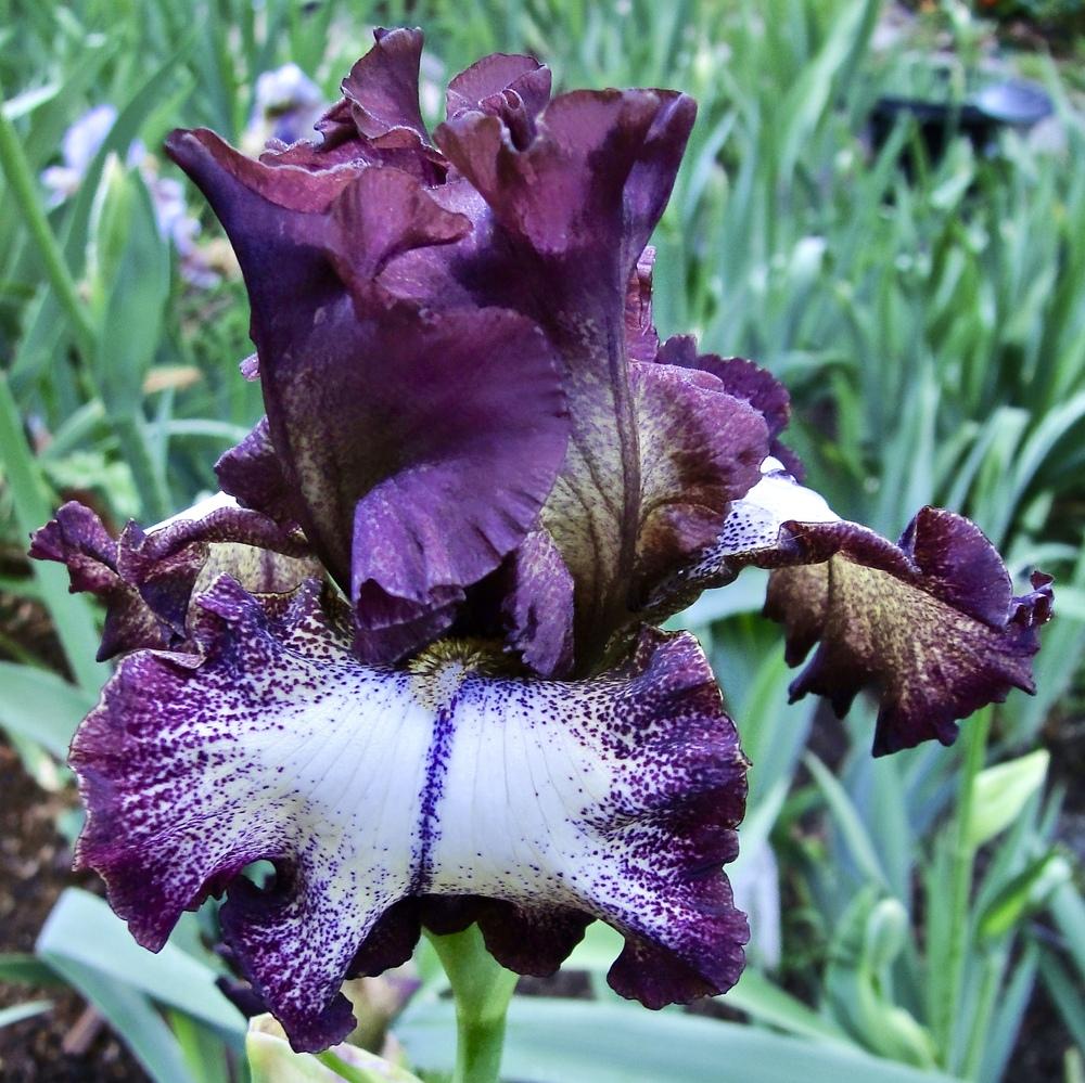 Photo of Tall Bearded Iris (Iris 'Are You Free') uploaded by golden_goddess
