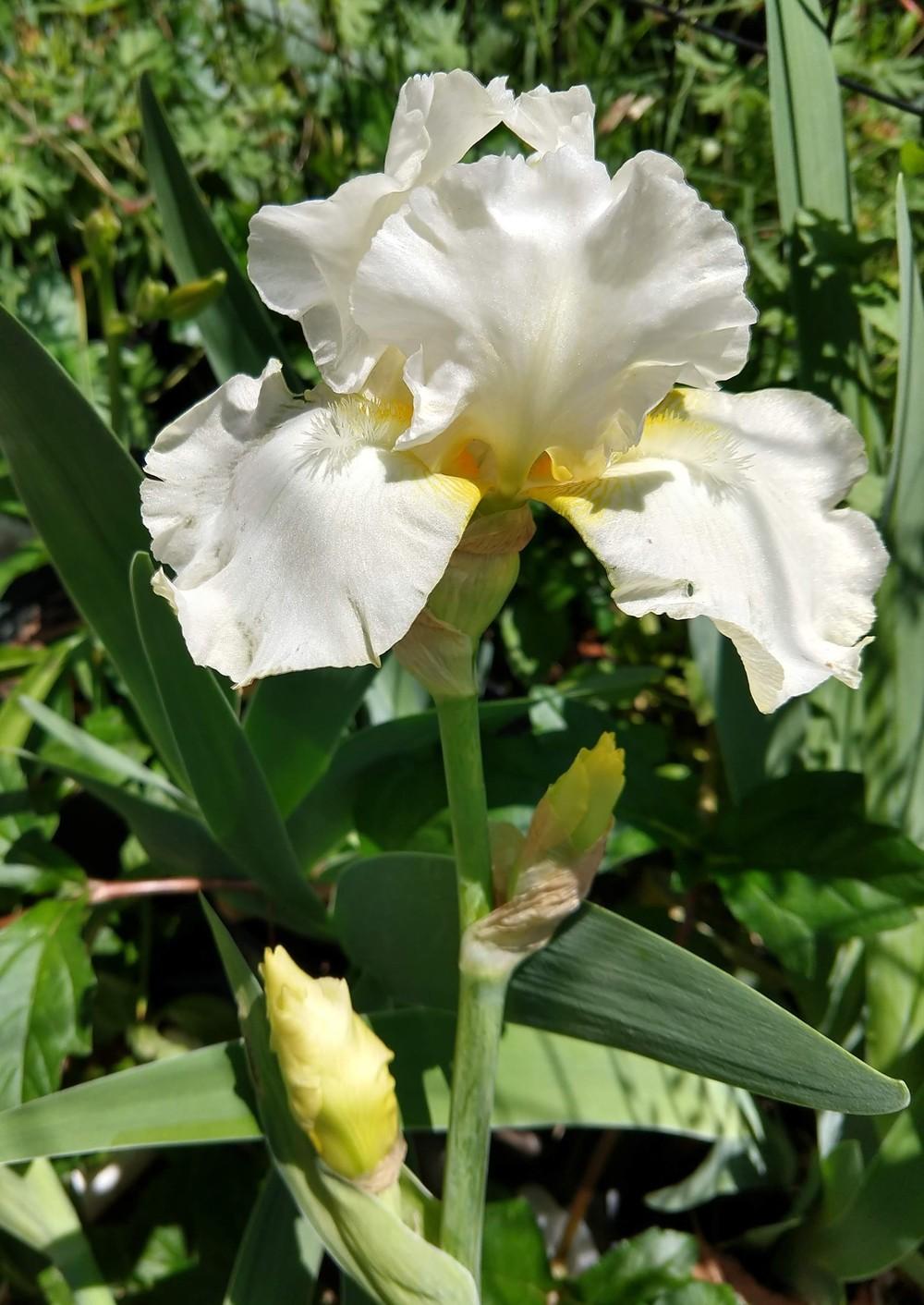Photo of Tall Bearded Iris (Iris 'Banana Cream') uploaded by greene