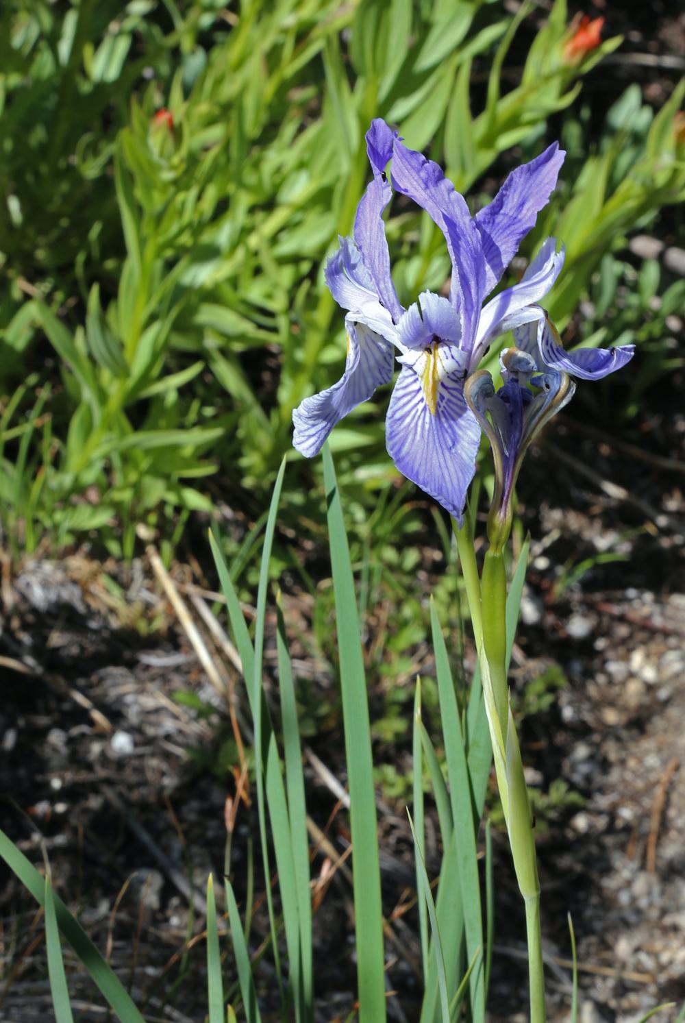 Photo of Species Iris (Iris missouriensis) uploaded by scvirginia