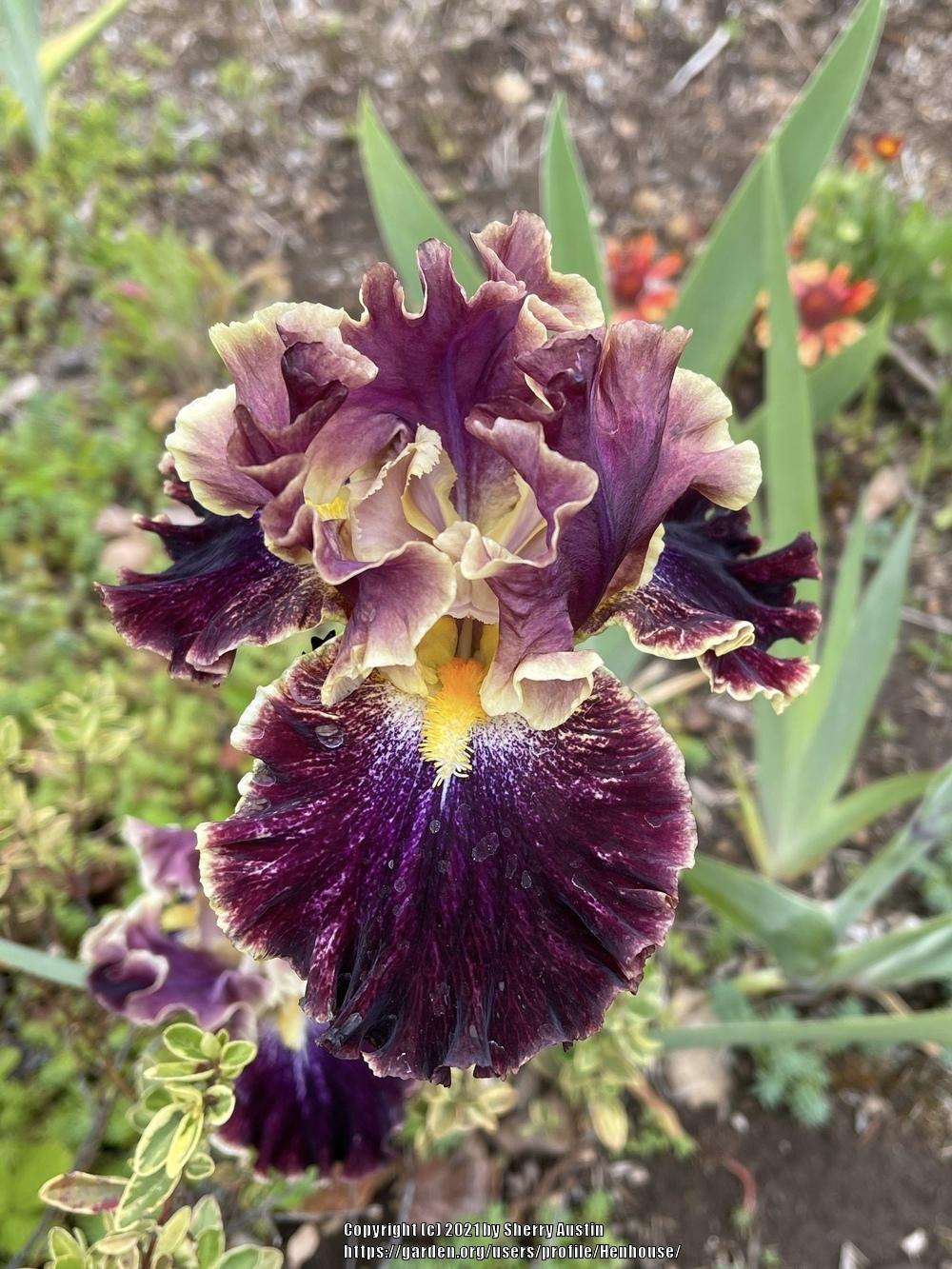 Photo of Tall Bearded Iris (Iris 'Exploding Galaxy') uploaded by Henhouse