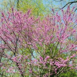 Location: Jenkins Arboretum in Berwyn, PA
Date: 2021-04-27
crown in full bloom