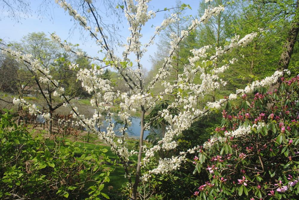 Photo of Eastern Redbud (Cercis canadensis var. canadensis 'Royal White') uploaded by ILPARW
