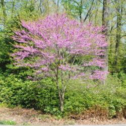 Location: Jenkins Arboretum in Berwyn, PA
Date: 2021-04-27
young tree in bloom