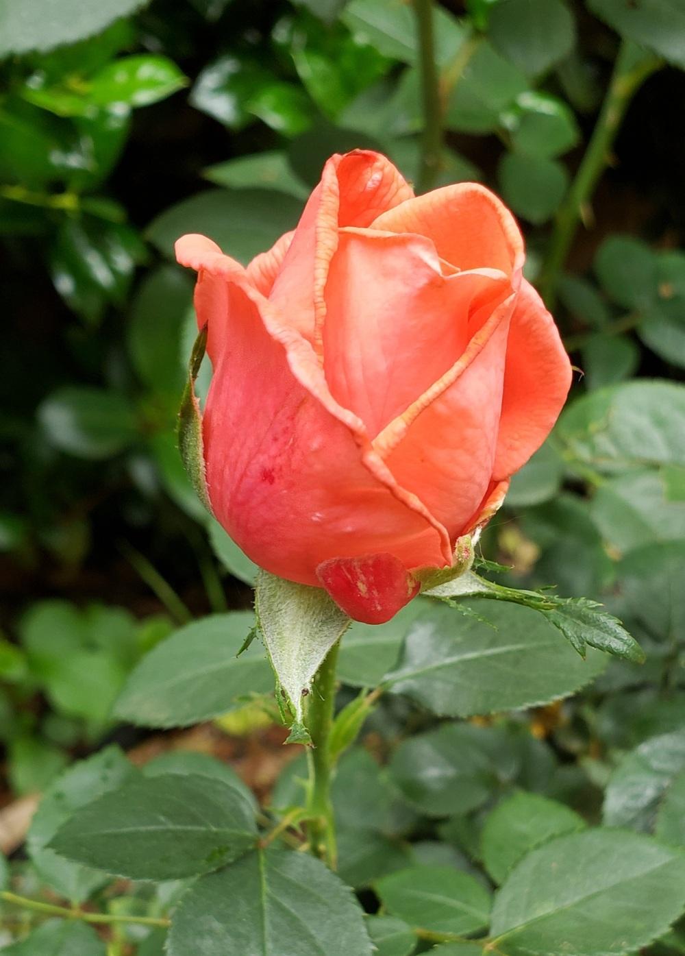 Photo of Rose (Rosa 'Tropicana') uploaded by LindsayG