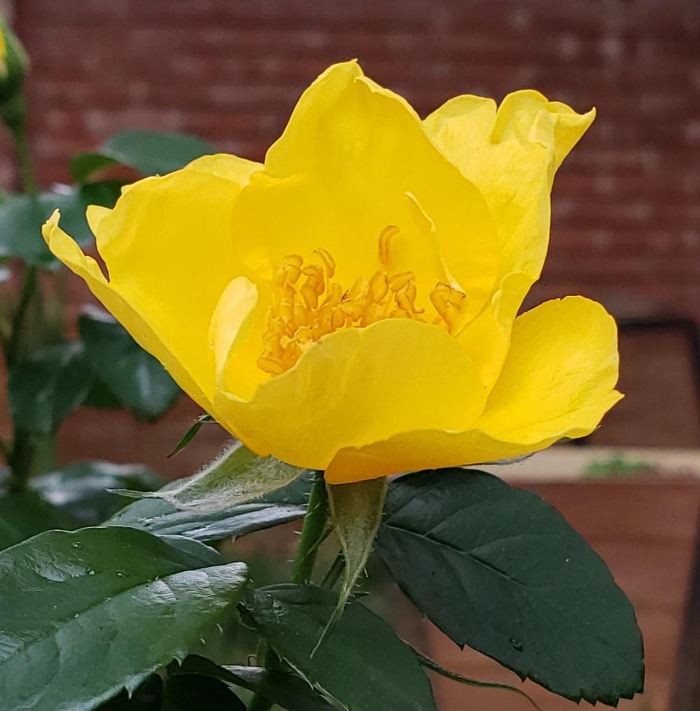 Photo of Rose (Rosa 'Lemon Fizz') uploaded by LindsayG