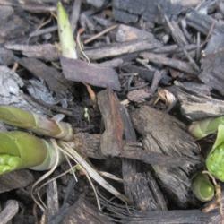 Location: Toronto, Ontario
Date: 2021-04-26
Lily of the Valley (Convallaria majalis 'Rosea') the growth of th