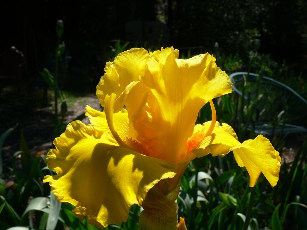 Photo of Tall Bearded Iris (Iris 'Glitter Gulch') uploaded by janwax
