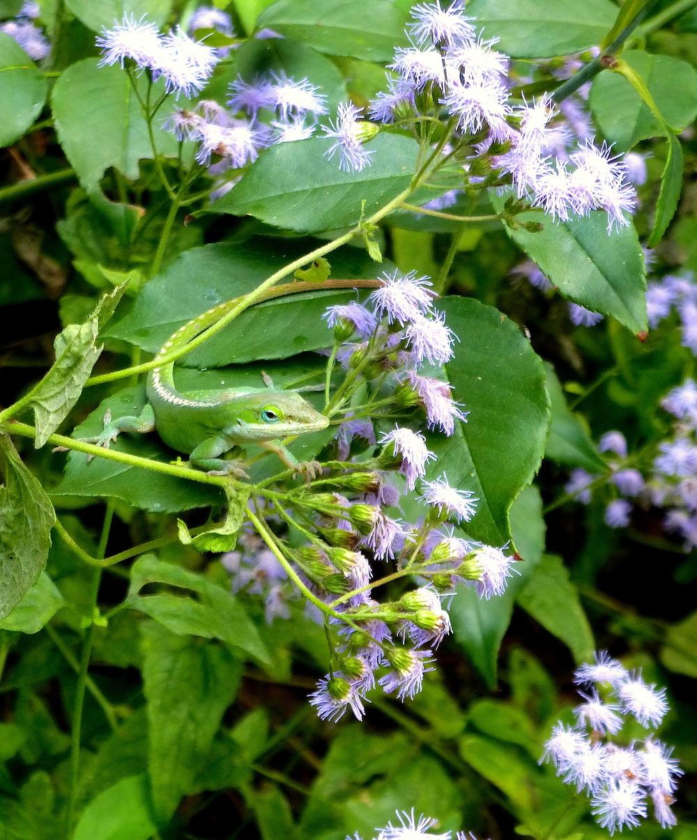Photo of Blue Mistflower (Conoclinium coelestinum) uploaded by scvirginia
