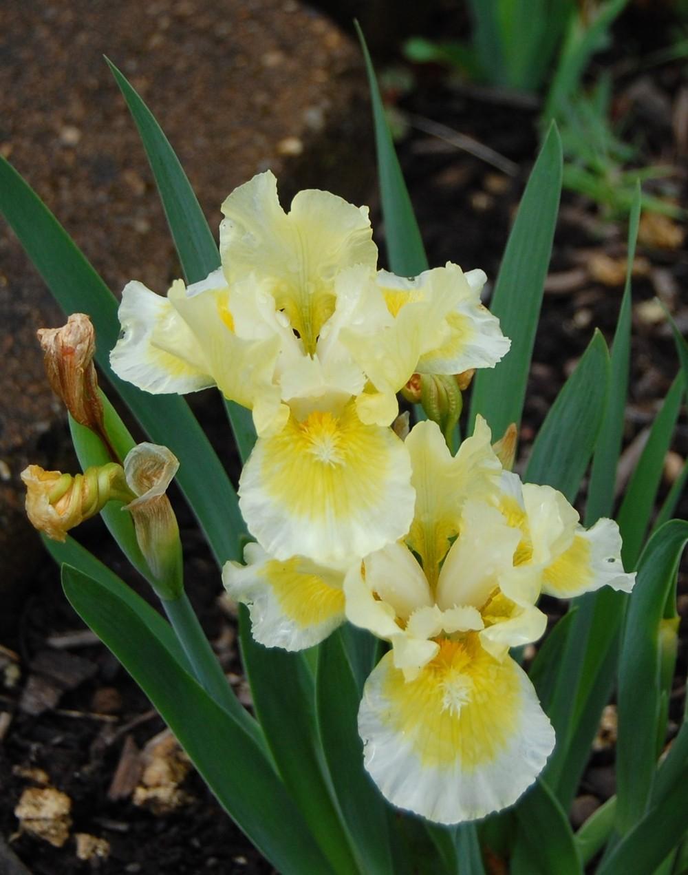 Photo of Standard Dwarf Bearded Iris (Iris 'Egglicious') uploaded by valleylynn