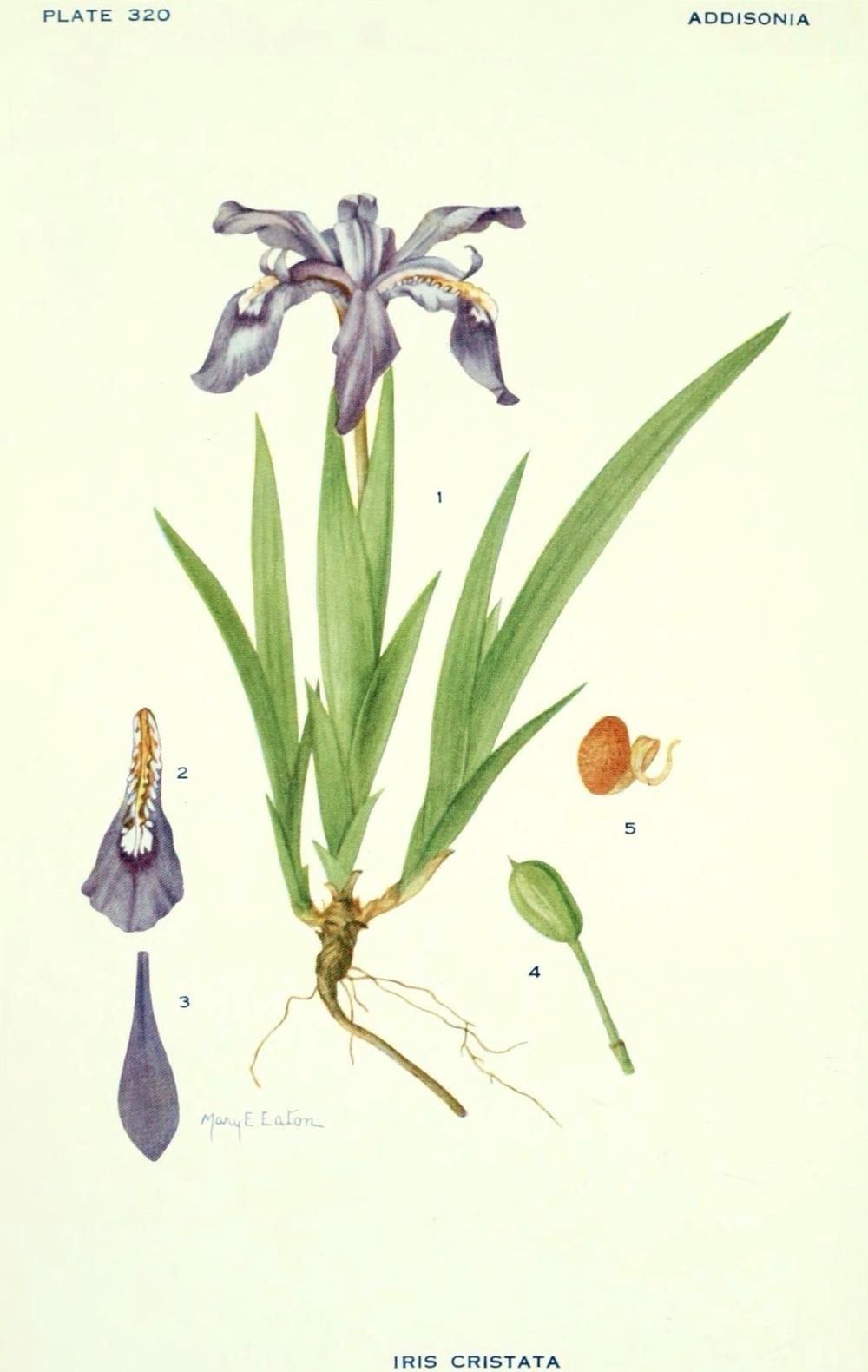 Photo of Species Iris (Iris cristata) uploaded by scvirginia