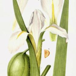 
Date: c. 1929
illustration [as Iris miraculosa] by Mary E. Eaton from 'Addisoni
