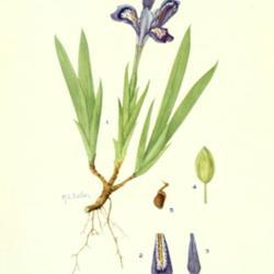
Date: c. 1924
illustration by Mary E. Eaton from 'Addisonia', 1924