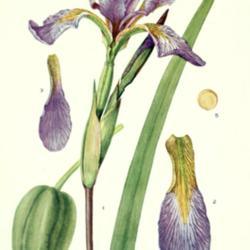 
Date: c. 1924
illustration [as Iris carolina] by Mary E. Eaton from 'Addisonia'