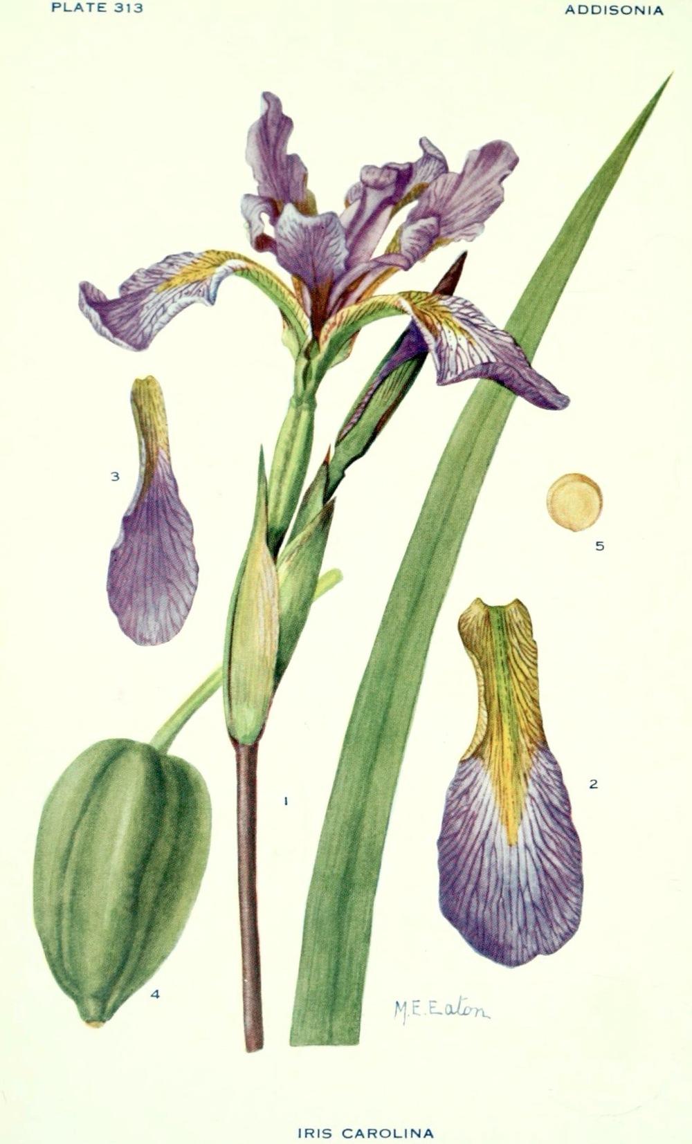 Photo of Species Iris (Iris virginica) uploaded by scvirginia