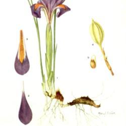 
Date: c. 1929
illustration by Mary E. Eaton from 'Addisonia', 1931