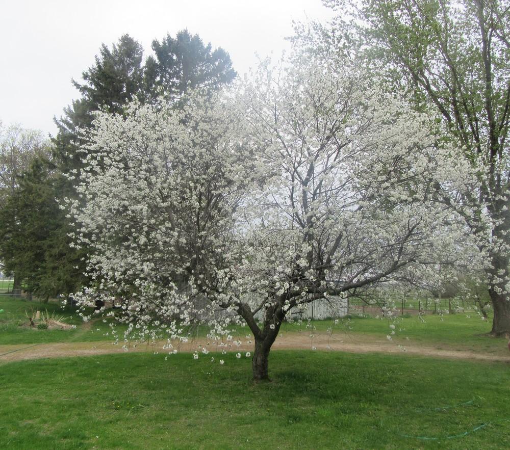 Photo of Pie Cherry (Prunus cerasus 'Montmorency') uploaded by tveguy3