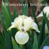 Image courtesy of Winterberry Iris Gardens