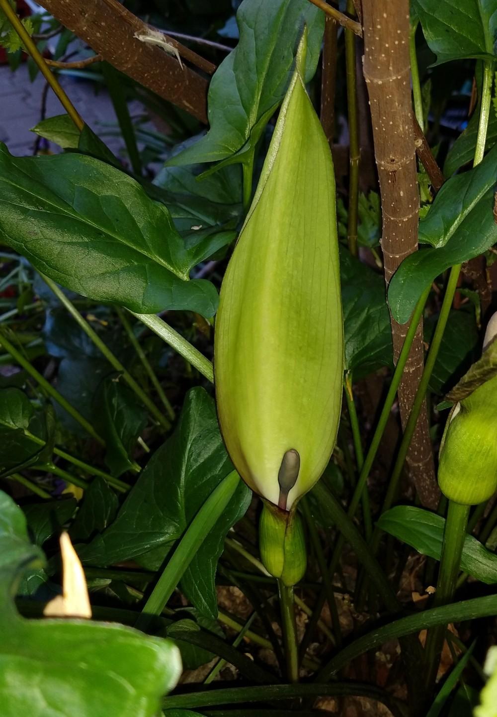 Photo of Lord's and Ladies (Arum maculatum) uploaded by Heart2Heart