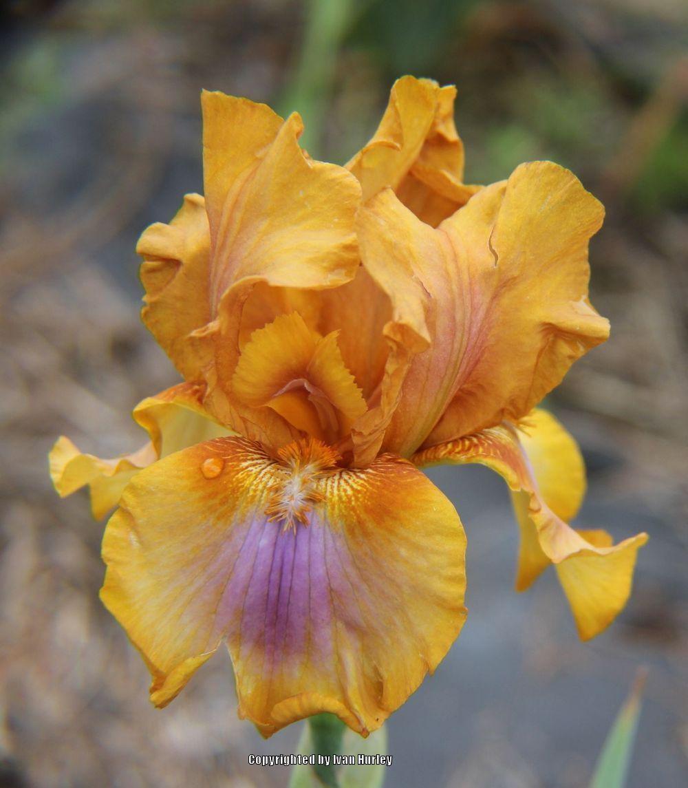 Photo of Tall Bearded Iris (Iris 'Bohemian') uploaded by Ivan_N_Tx