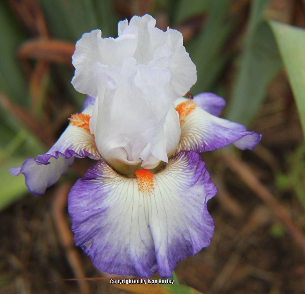 Photo of Tall Bearded Iris (Iris 'Hidden Kisses') uploaded by Ivan_N_Tx