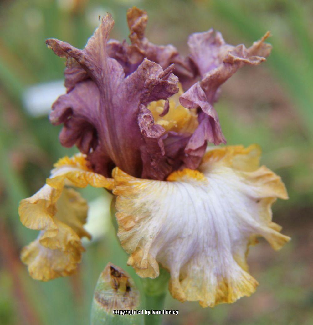 Photo of Tall Bearded Iris (Iris 'Mood Ring') uploaded by Ivan_N_Tx