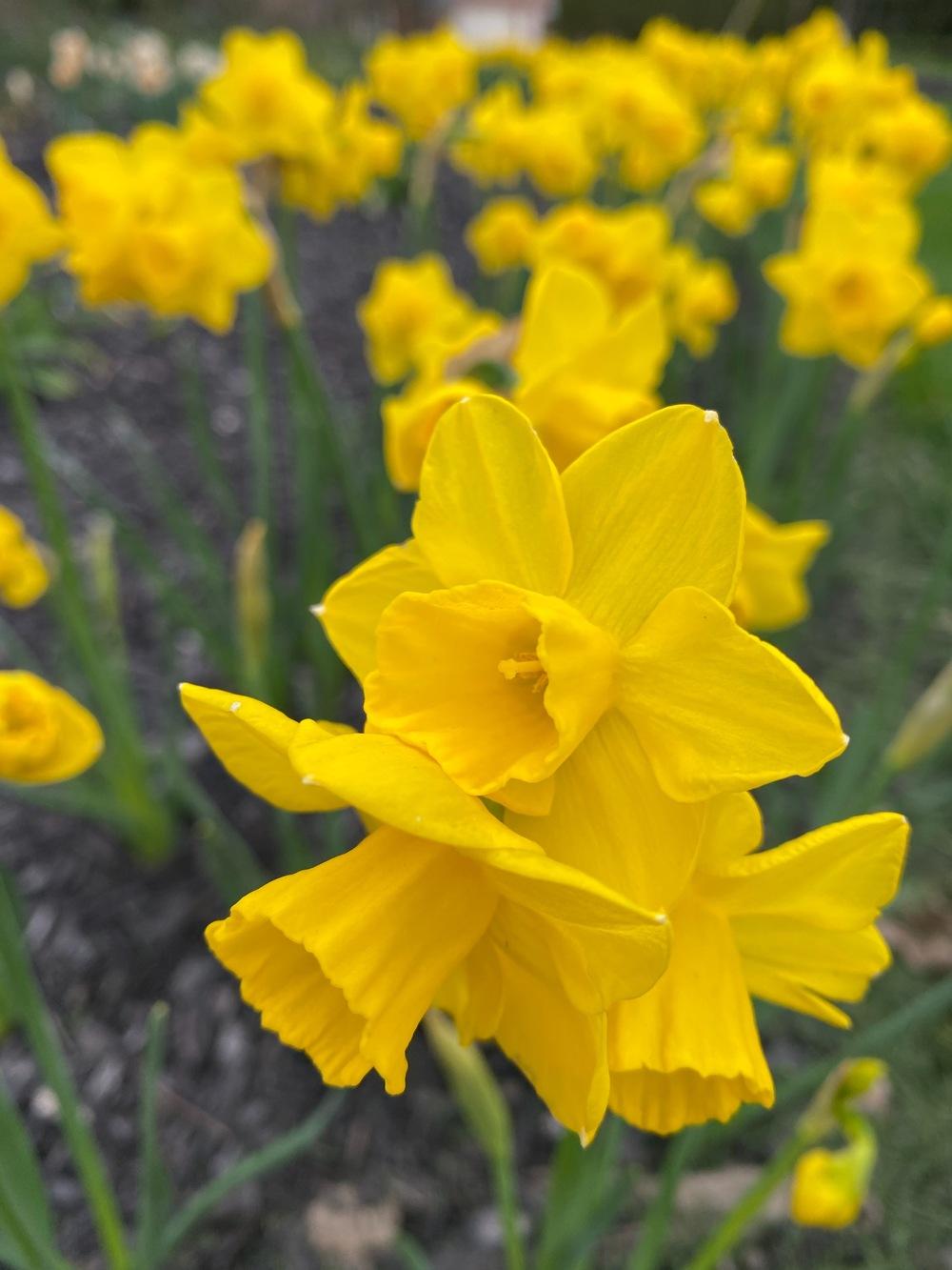 Photo of Jonquilla Daffodil (Narcissus 'Quail') uploaded by JimTim