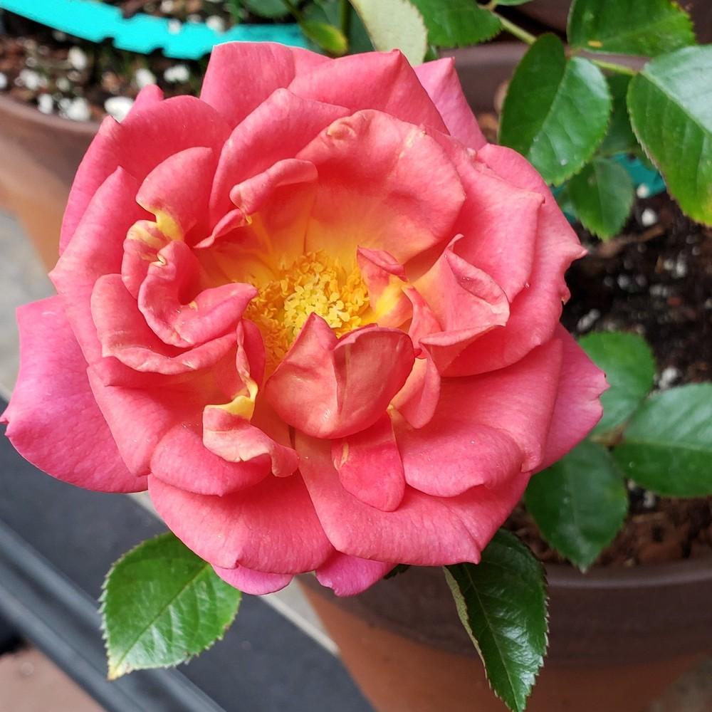 Photo of Rose (Rosa 'Pumpkin Patch') uploaded by LindsayG