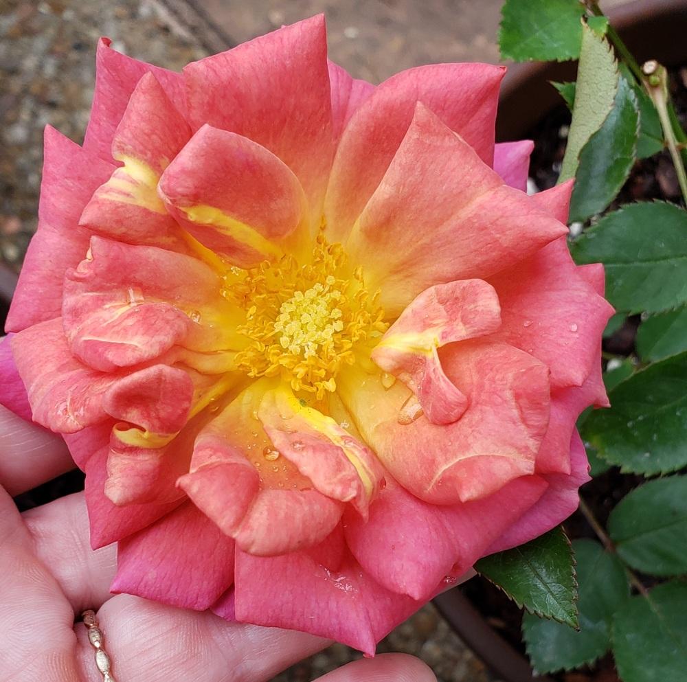 Photo of Rose (Rosa 'Pumpkin Patch') uploaded by LindsayG