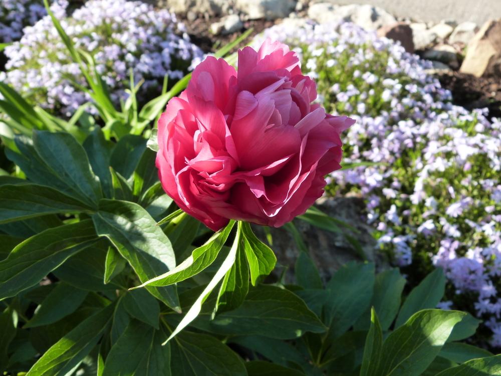 Photo of Peony (Paeonia 'Rose Heart') uploaded by Topdecker