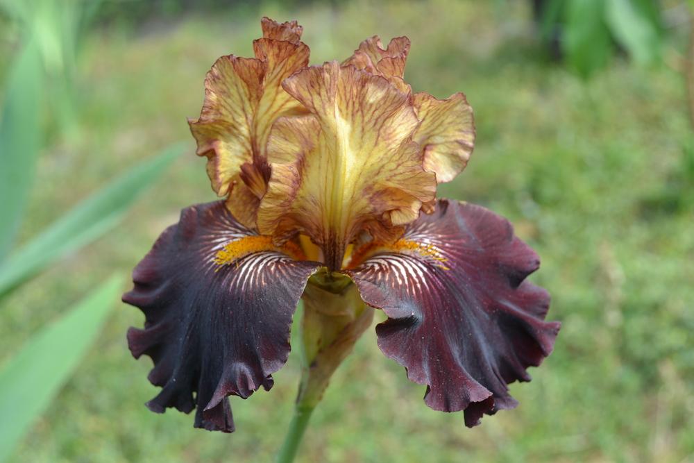Photo of Tall Bearded Iris (Iris 'Caramel 'n Chocolate') uploaded by aikenforflowers