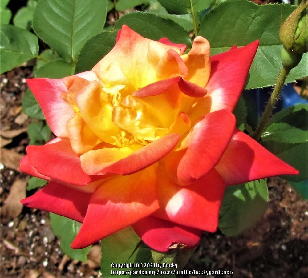 Photo of Rose (Rosa 'Joseph's Coat') uploaded by beckygardener