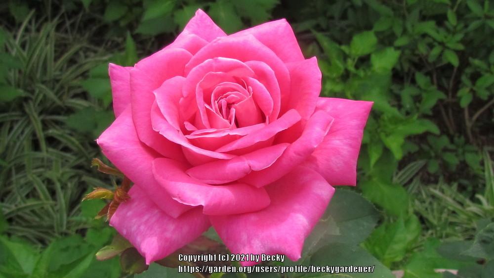Photo of Rose (Rosa 'Pink Peace') uploaded by beckygardener