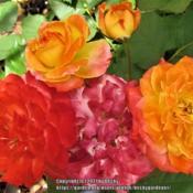 This climbing rose is just amazing! So many colors on one rose cu