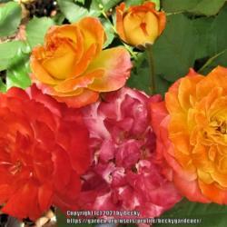 Location: Sebastian, Florida
Date: 2021-04-29
This climbing rose is just amazing! So many colors on one rose cu