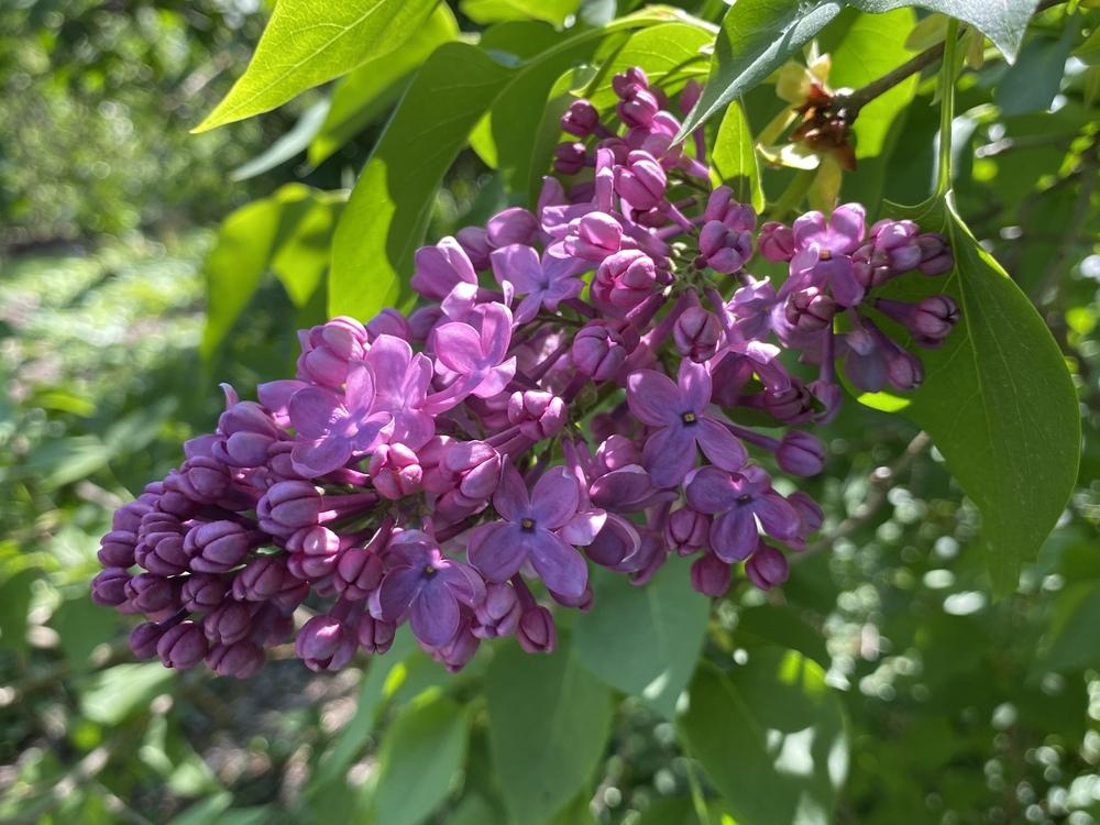 Photo of Common Lilac (Syringa vulgaris 'Mme. Antoine Buchner') uploaded by csandt
